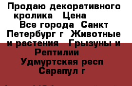 Продаю декоративного кролика › Цена ­ 500 - Все города, Санкт-Петербург г. Животные и растения » Грызуны и Рептилии   . Удмуртская респ.,Сарапул г.